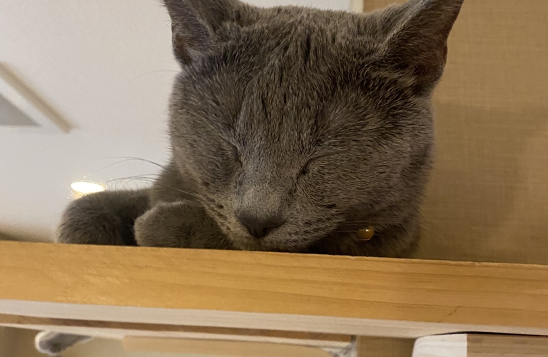 😻🐾ニャンダフル😸♥️